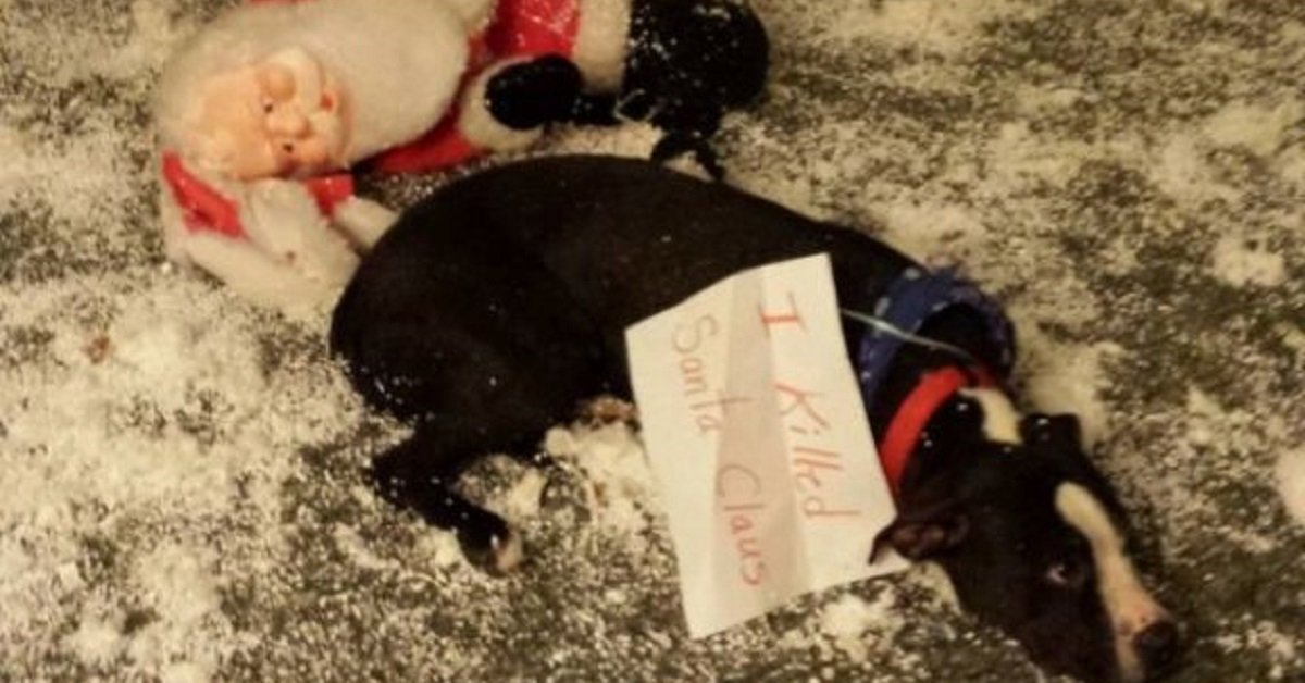 12 cani che hanno trovato il modo di rovinare il Natale