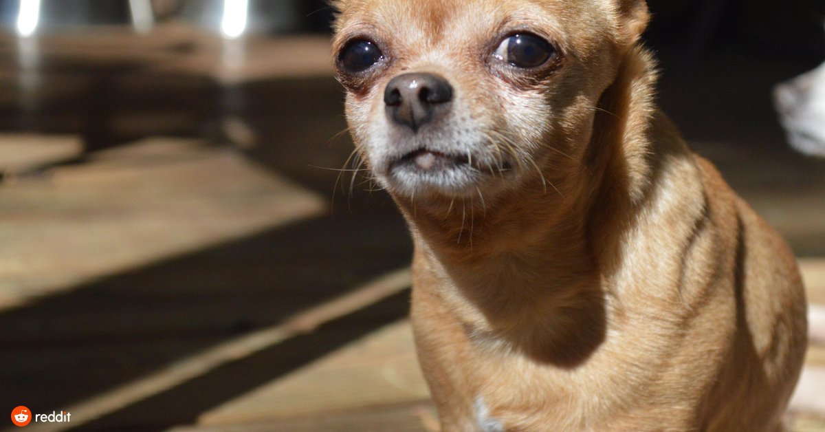 Chihuahua salva padrona dall'attacco di un orso 