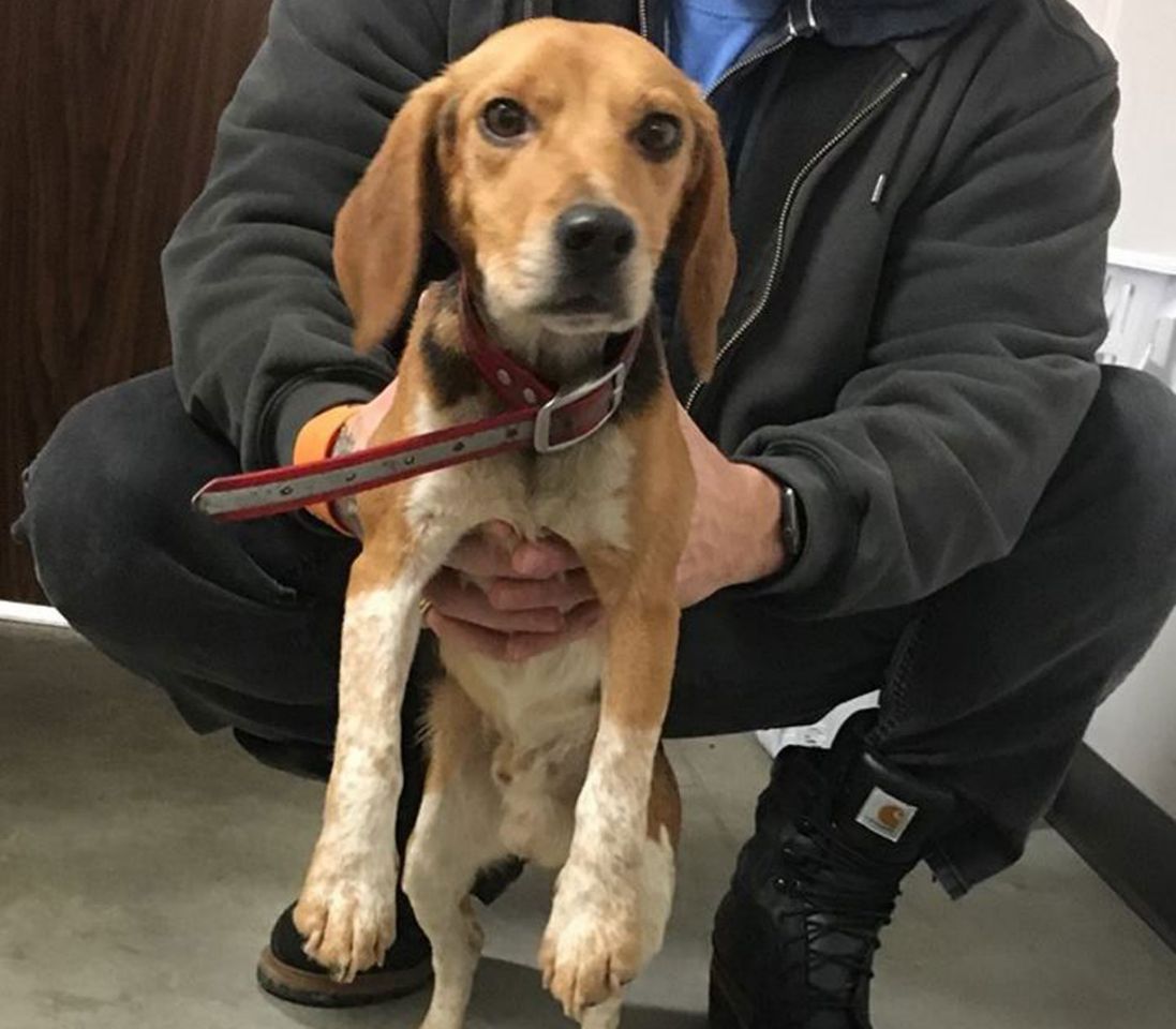 Due cani scaraventati in strada da un'auto, salvati da un camionista