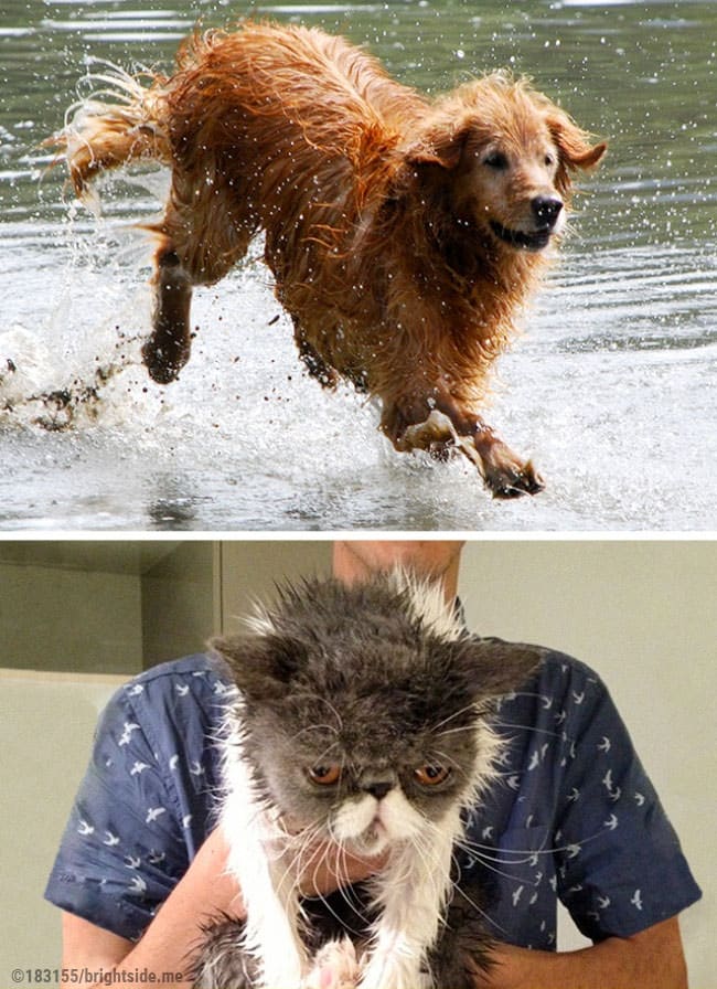 13 foto che dimostrano la differenza tra cani e gatti