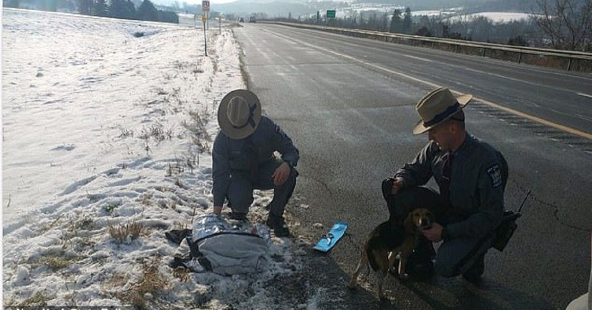 Due beagle buttati da una macchina in corsa