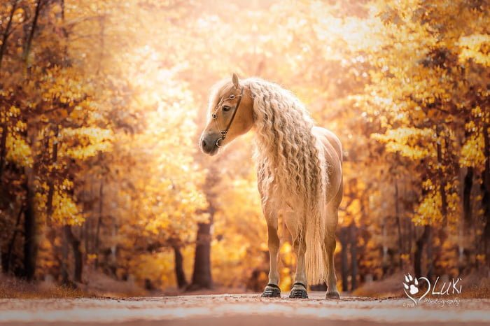 Storm, il cavallo dalla chioma d'oro che chiamano Rapunzel