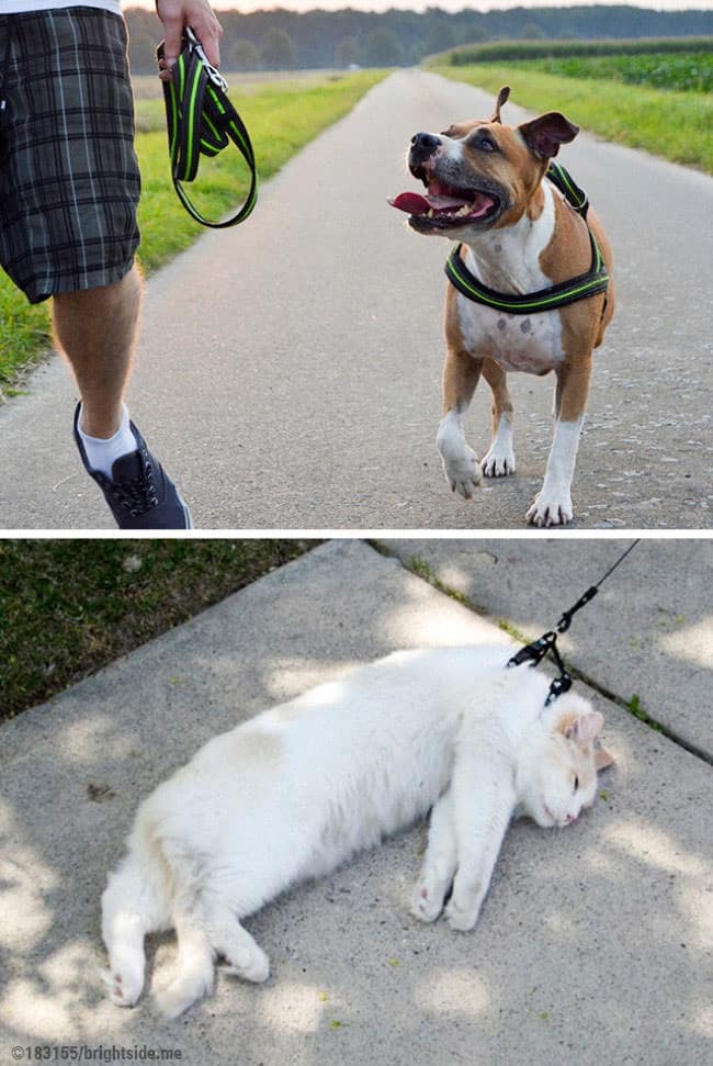 13 foto che dimostrano la differenza tra cani e gatti