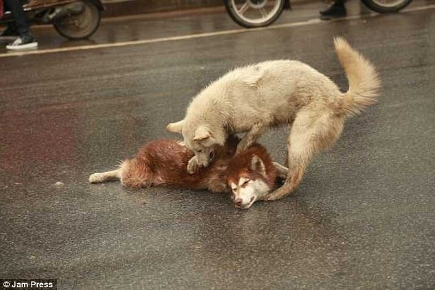 il-cane-che-non-lascia-il-suo-fratellino-a-quattro-zampe