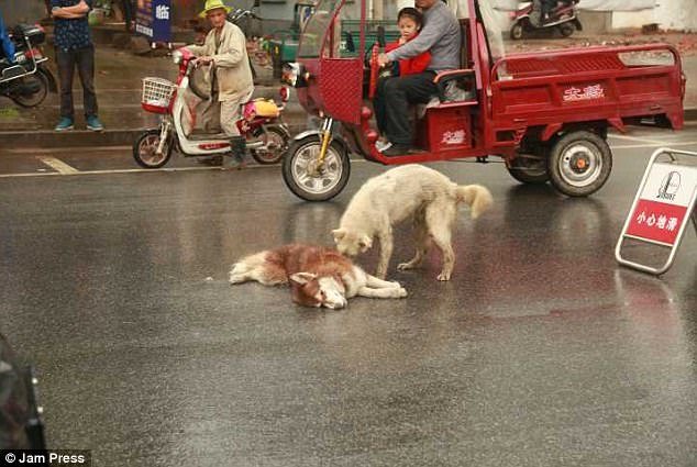 il-cane-che-non-lascia-il-suo-fratellino-a-quattro-zampe 2