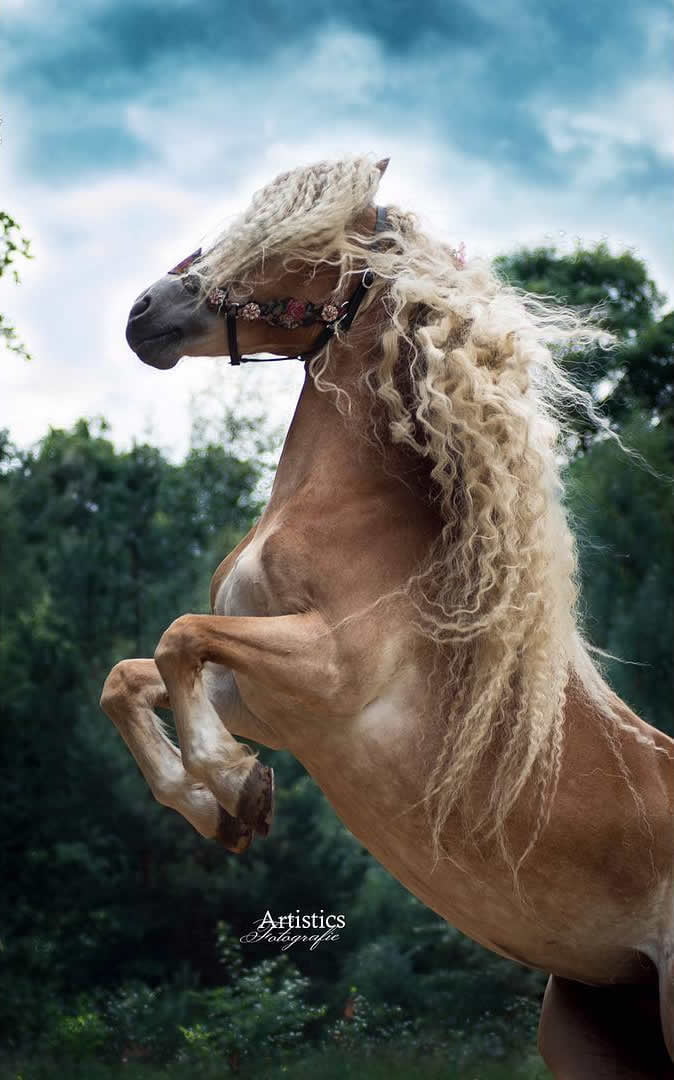 Storm, il cavallo dalla chioma d'oro che chiamano Rapunzel