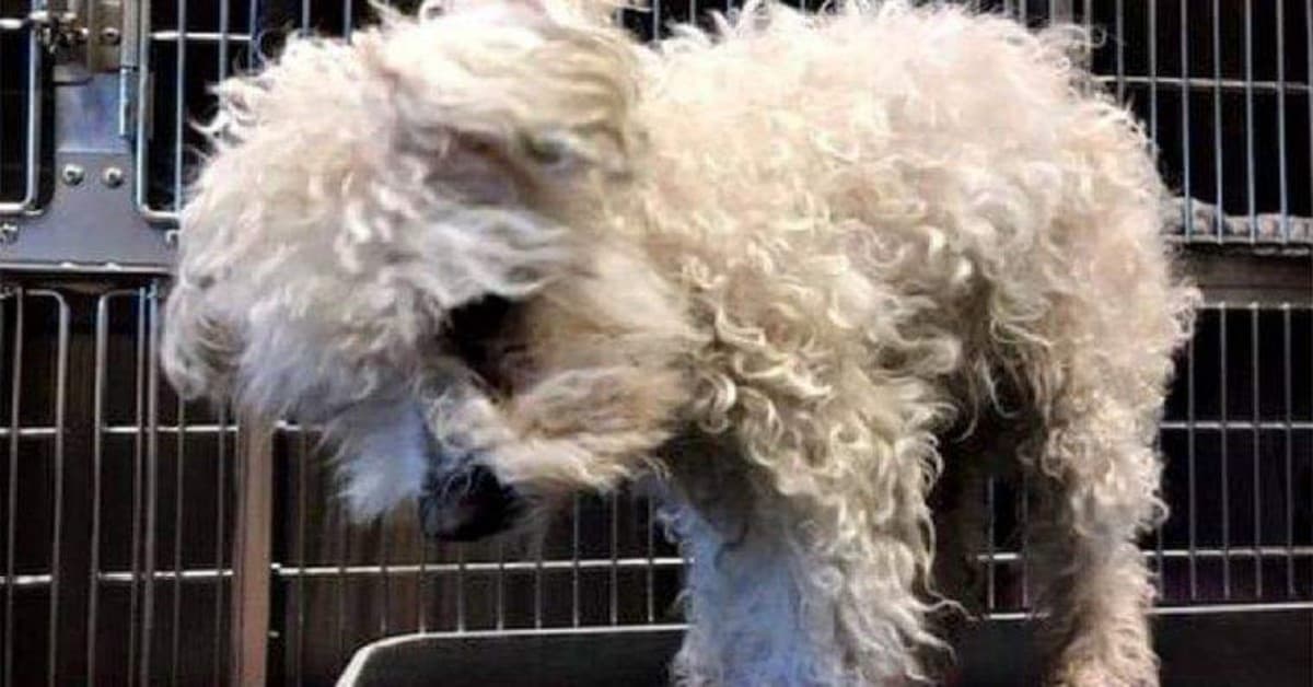 Il triste abbandono della piccola Puppy