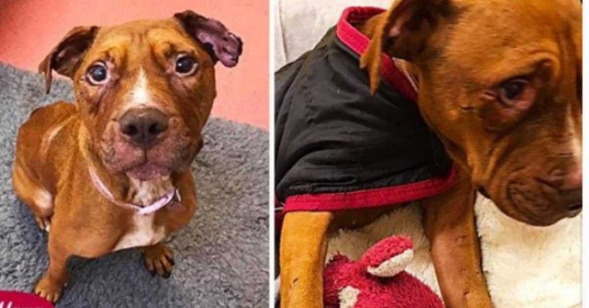 La terribile storia della piccola Peggy