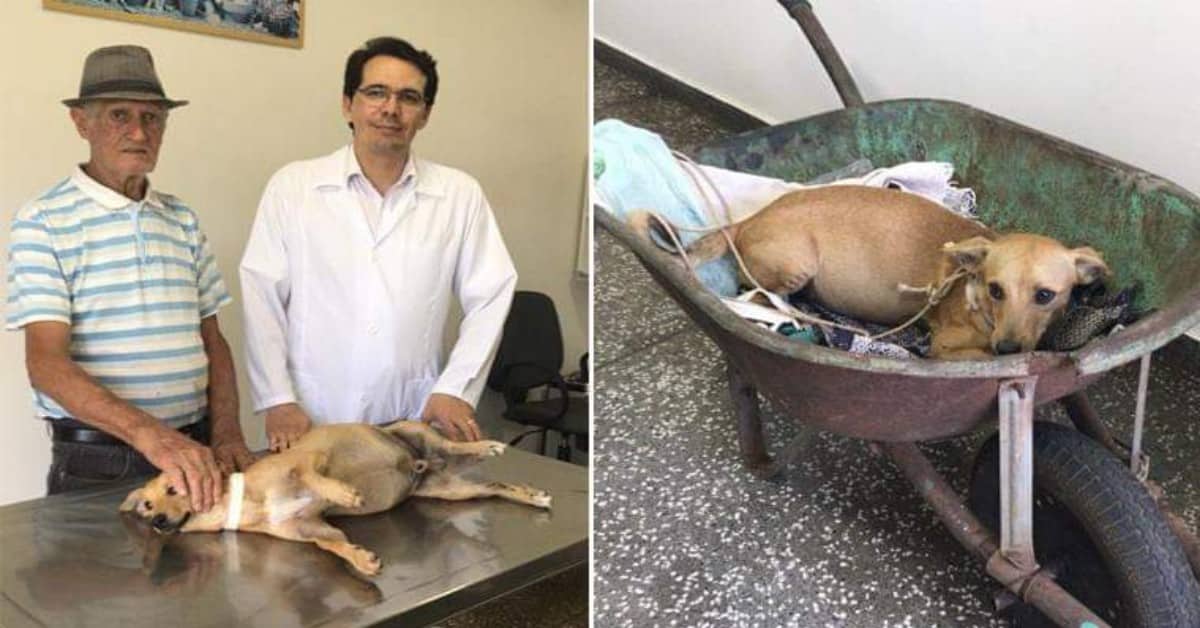 Quello che ha fatto Sue per il cagnolino abbandonato