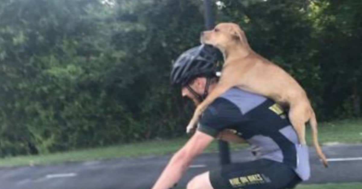 Il salvataggio speciale di un ciclista