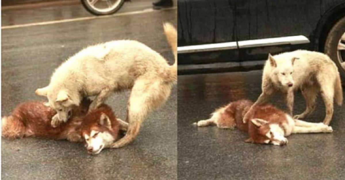 Il cane che non lascia per nessun motivo il suo fratellino a quattro zampe