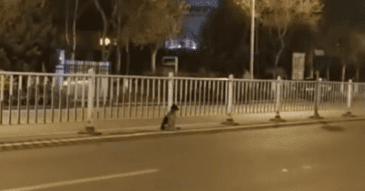 Il cane che aspetta la sua amica umana morta