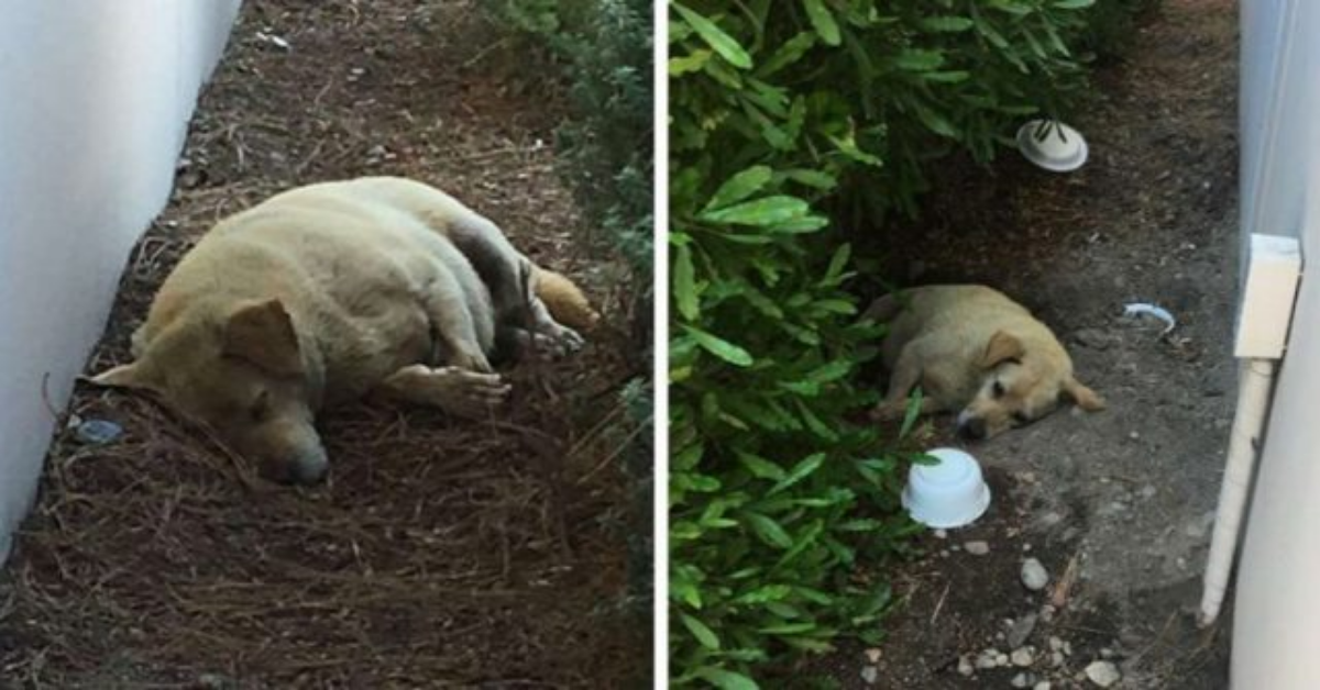 La storia di Larry, il cane che viveva nel fango