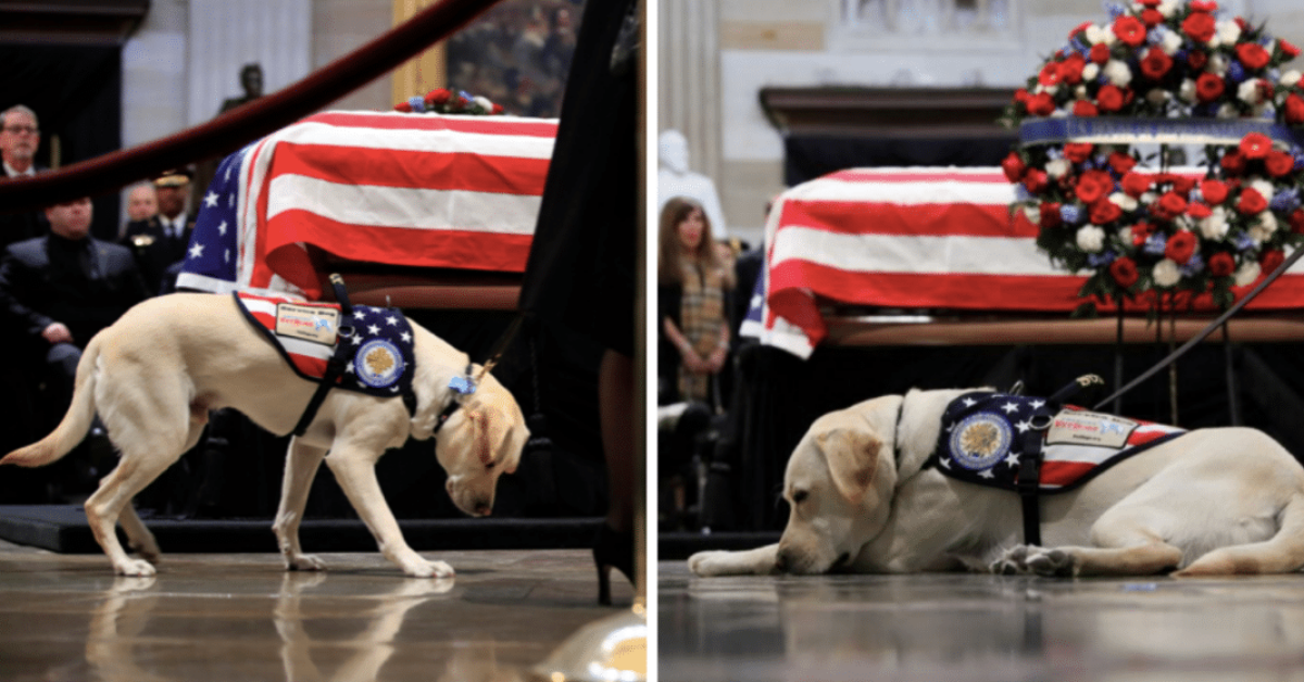 L’immagine del cane di Bush, che arriva dritta ai nostri cuori