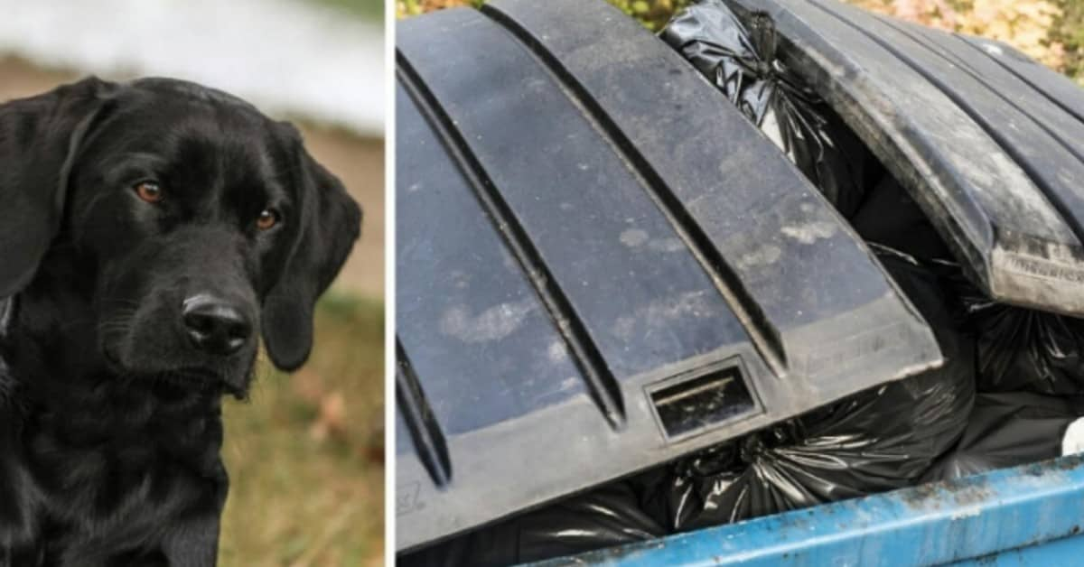 Il salvataggio del povero cane