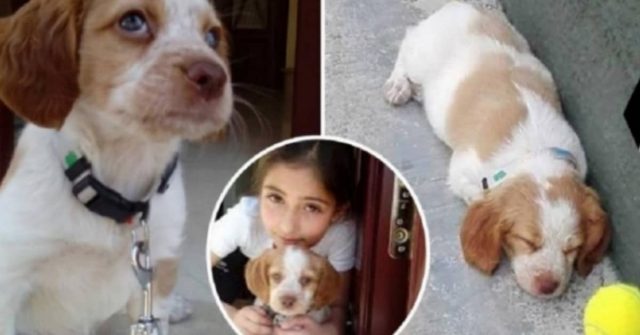 le-parole-del-nonno-per-la-morte-di-Nuka-il-cagnolino-di-sua-nipote-di-11-anni