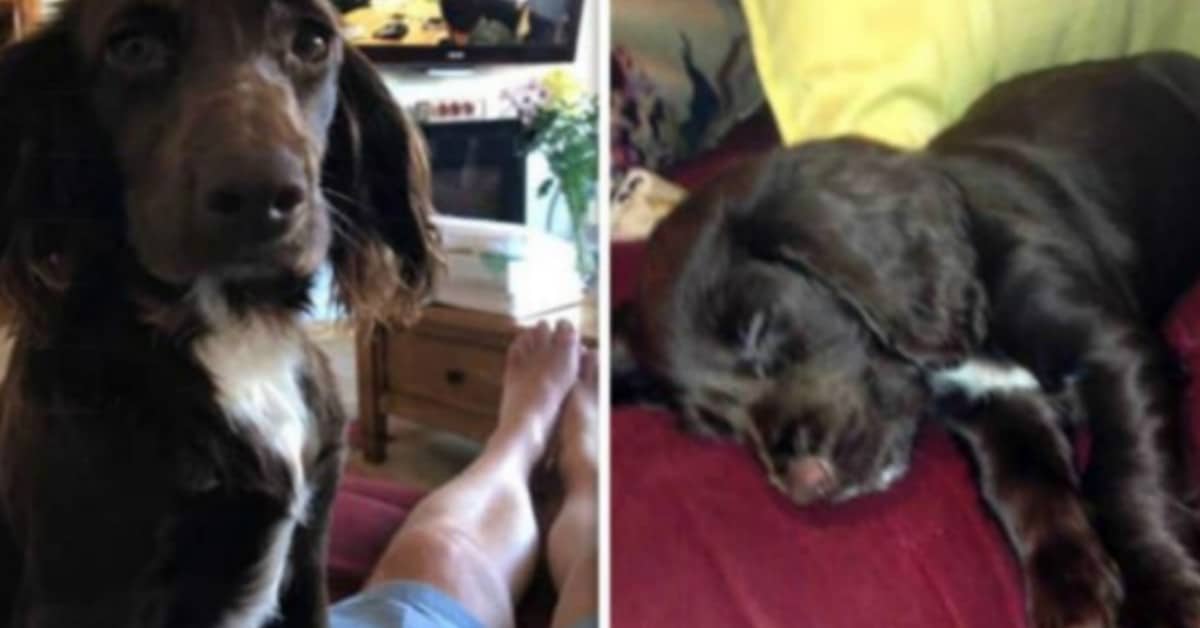 La verità sulla morte del cane di David