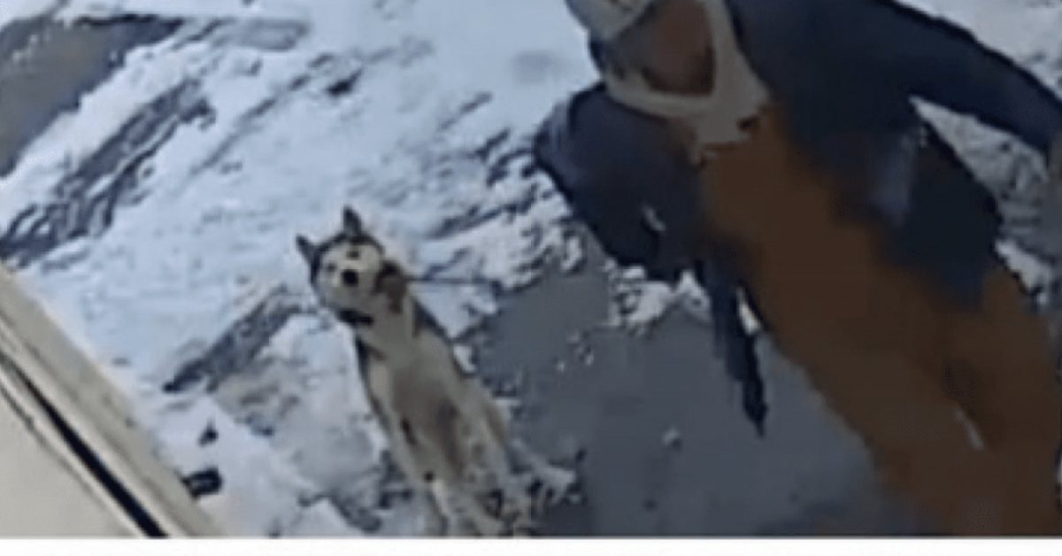 Il video del cane rapito diventa virale e lo fa tornare a casa