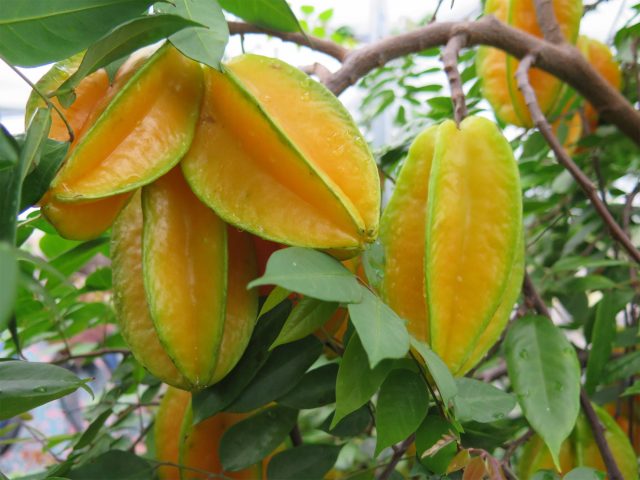 Carambola-frutto