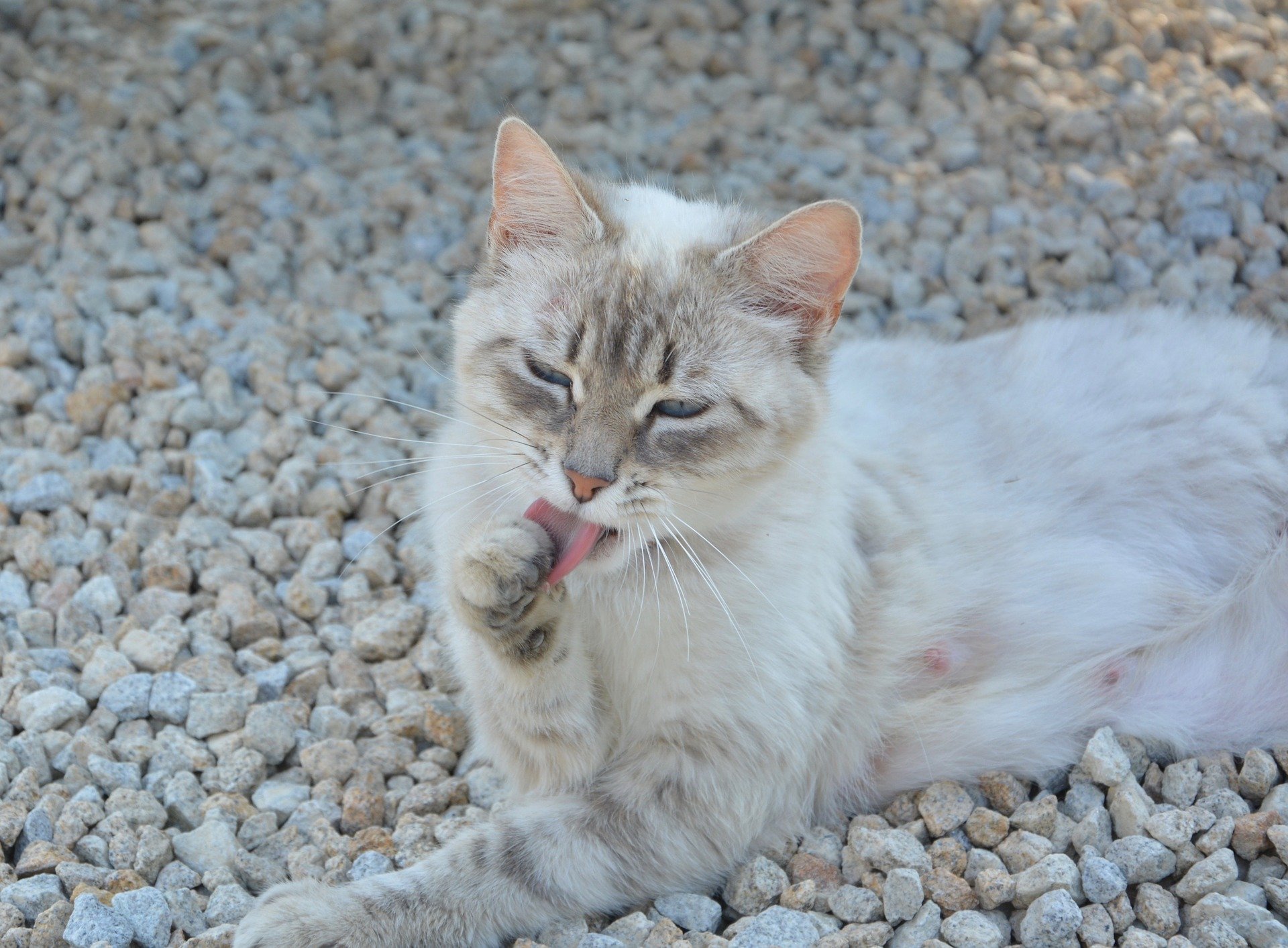 migliore toilette per gatti