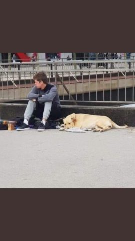 poliziotto-uccide-un-cane 1