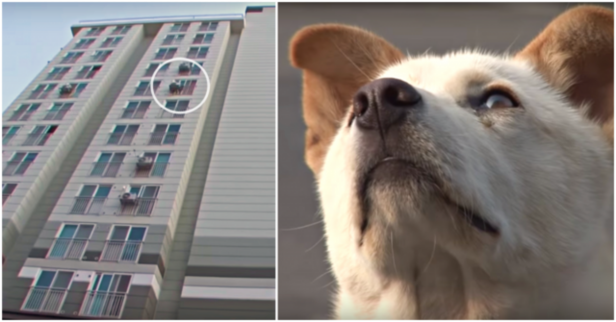 La storia del cane che non si muoveva dal parcheggio