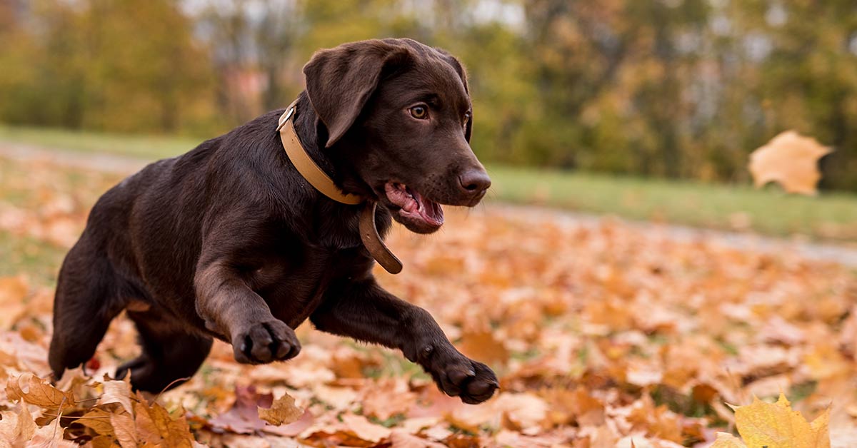 8 motivi che spingono un cane ad abbaiare