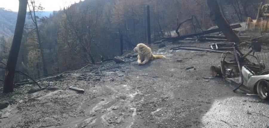 Era scomparso durante il grande incendio, cane ritrovato un mese dopo 