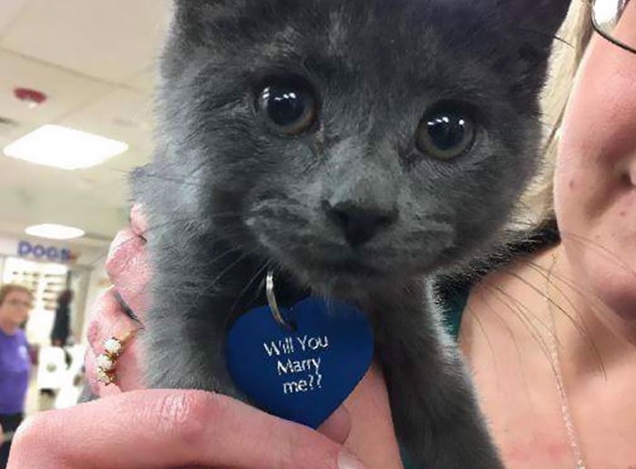 proposta di matrimonio con un gattino