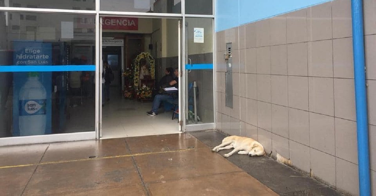 Ramses, il cane che aspettava davanti all’ospedale