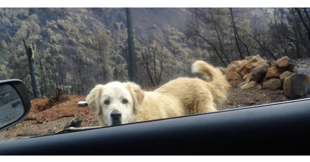 Era scomparso durante il grande incendio, cane ritrovato un mese dopo