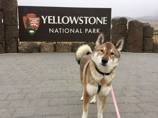 Yellowstone-Park-mura