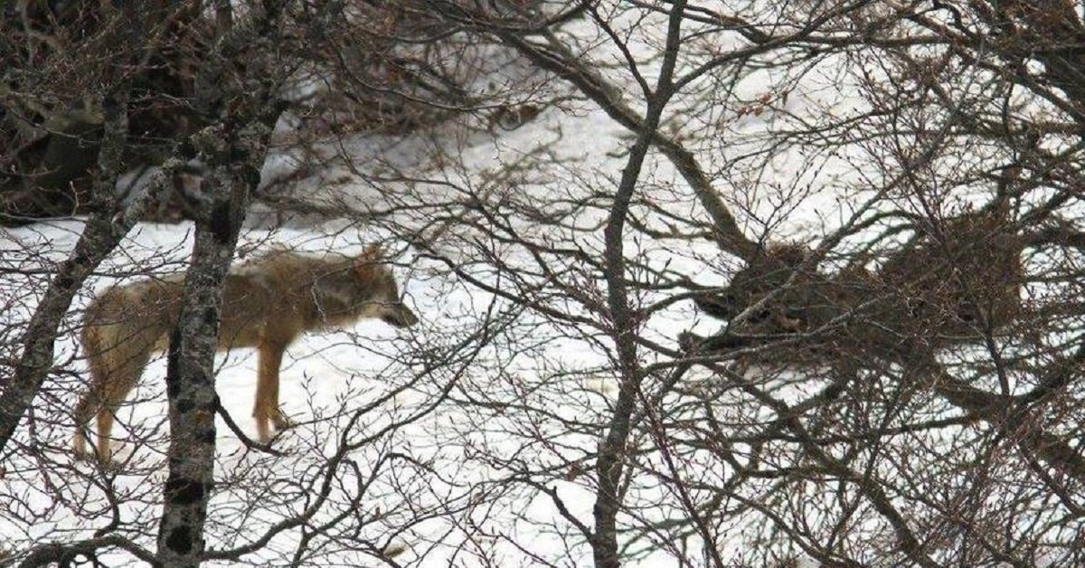 Abruzzo: orso e lupo giocano sulla neve