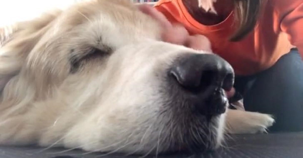 Accarezzò e cantò al suo cane fino alla fine