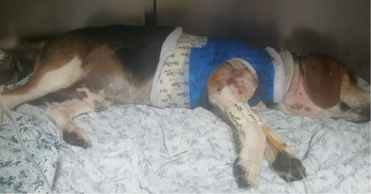 Anziano beagle ferito lotta per la vita