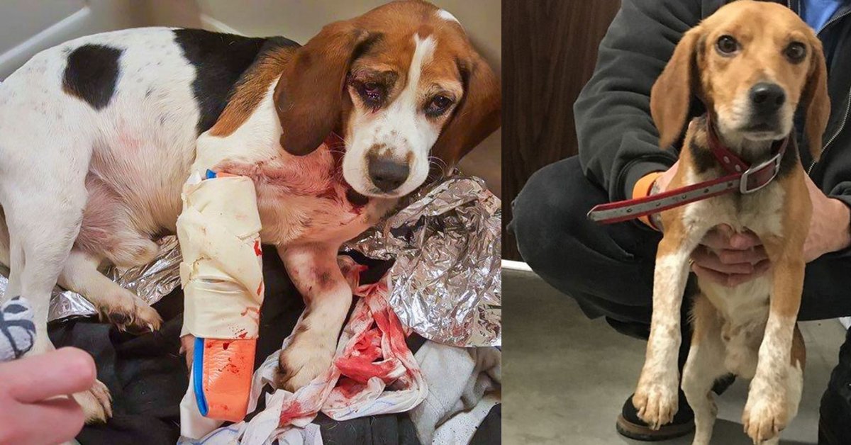 Due cani scaraventati in strada da un'auto, salvati da un camionista