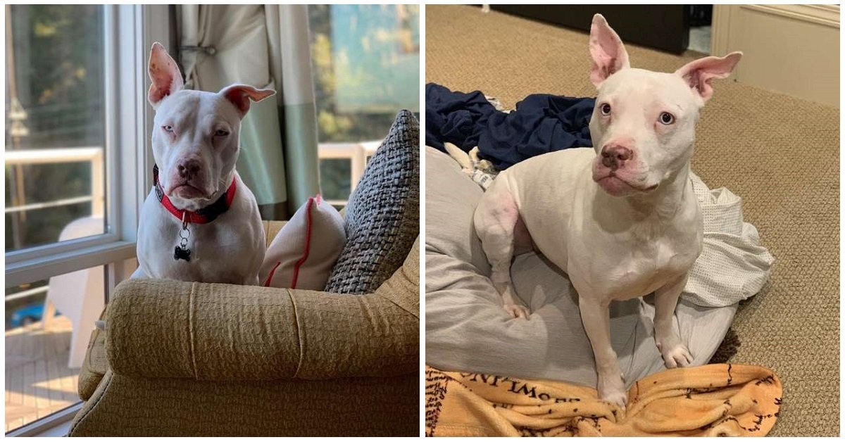 Blu, il pitbull sordo che non smetteva di fissare il suo nuovo papà