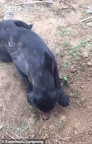 cagnolina