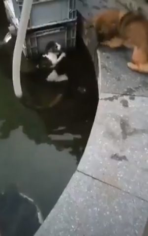 cane