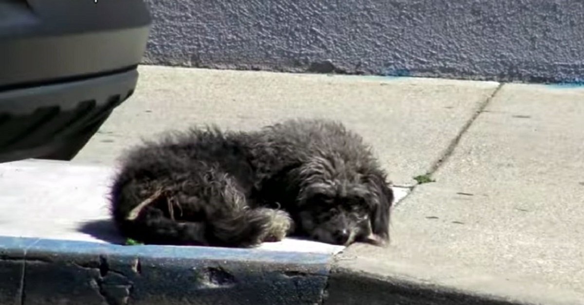 Cane abbandonato dormiva sul marciapiede in attesa che qualcuno lo salvasse