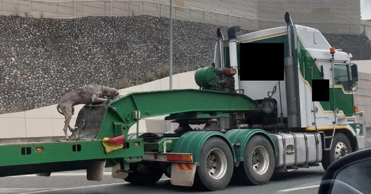 Cane aggrappato alla struttura del rimorchio a 100 chilometri orari