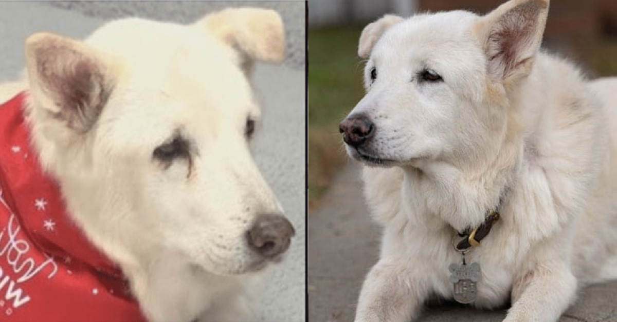 Nessuno vuole adottare il cane anziano poi arriva un veterano