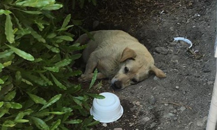 cane che viveva nel fango