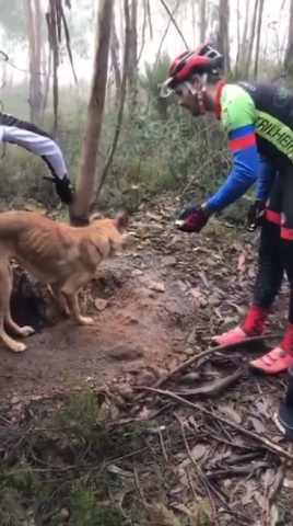 cane-liberazione