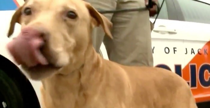 cane poliziotto