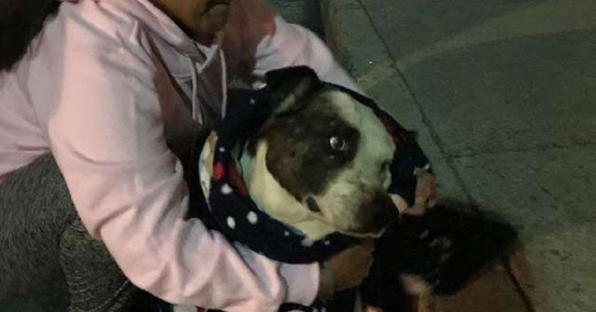 Cane randagio grato verso la donna che lo ha aiutato