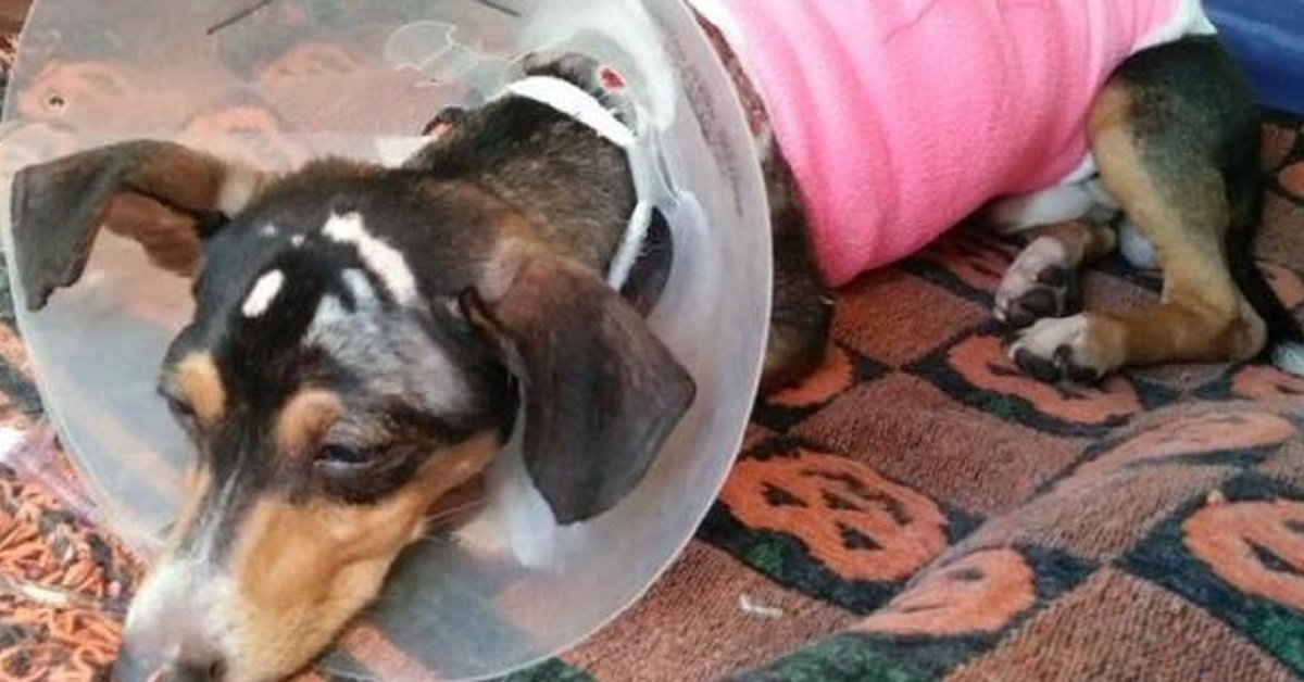 Cane salvato dopo essere stato abusato
