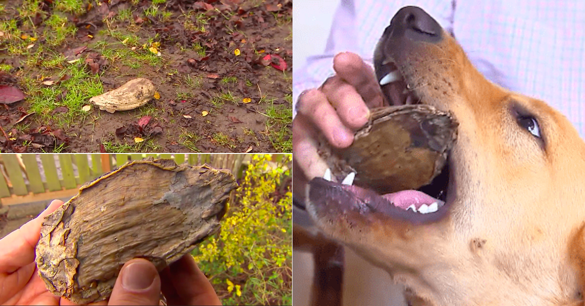 Un cane trova un dente di mammut fossilizzato