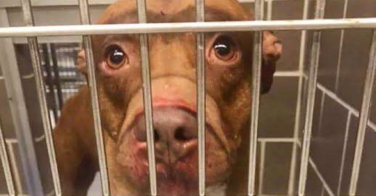 Cane vittima di bullismo, il proprietario chiede di sopprimerlo