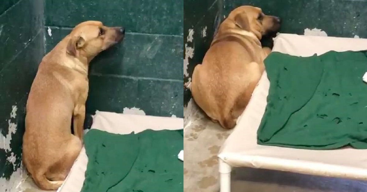 Coby, il cane abbandonato per aver mangiato l’immondizia